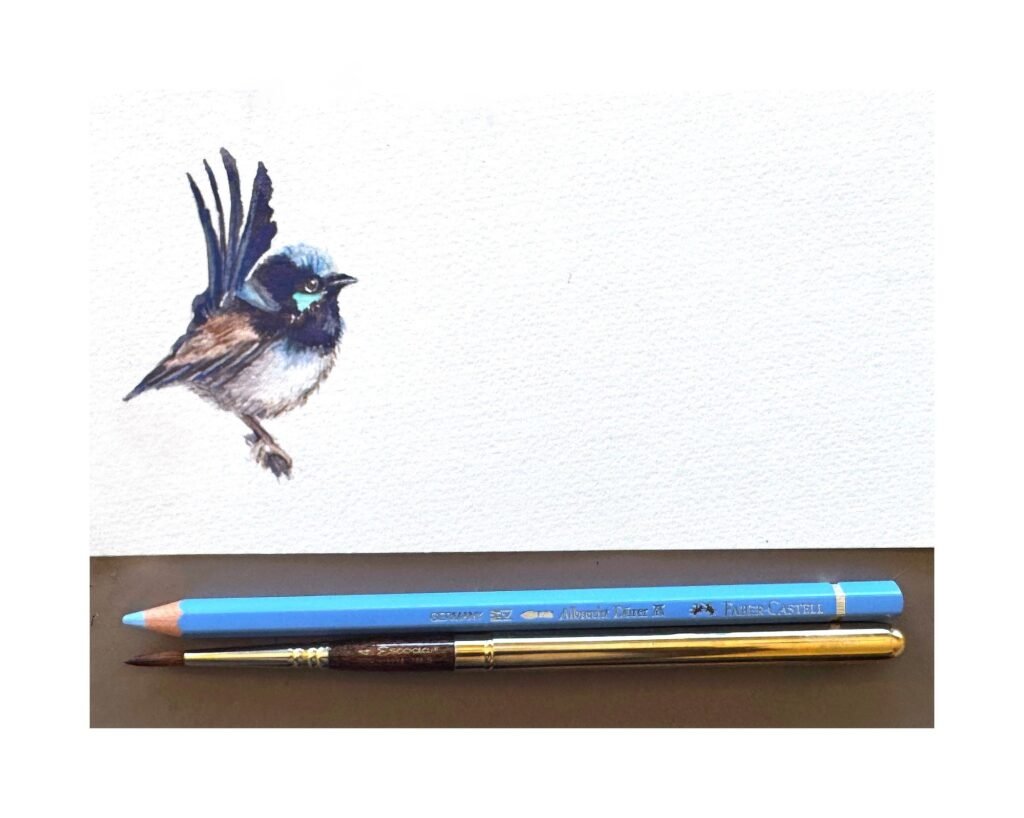 Miniature watercolour and and coloured pencil painting of a Superb Fairy-wren with brush and pencil for scale